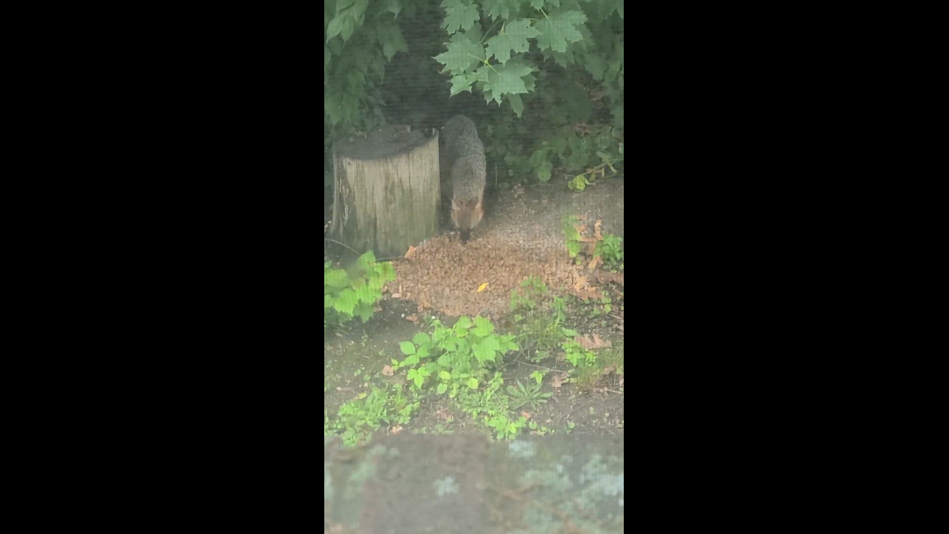 Just a friendly fox eating some dog food.
Credit: Jason Reiser