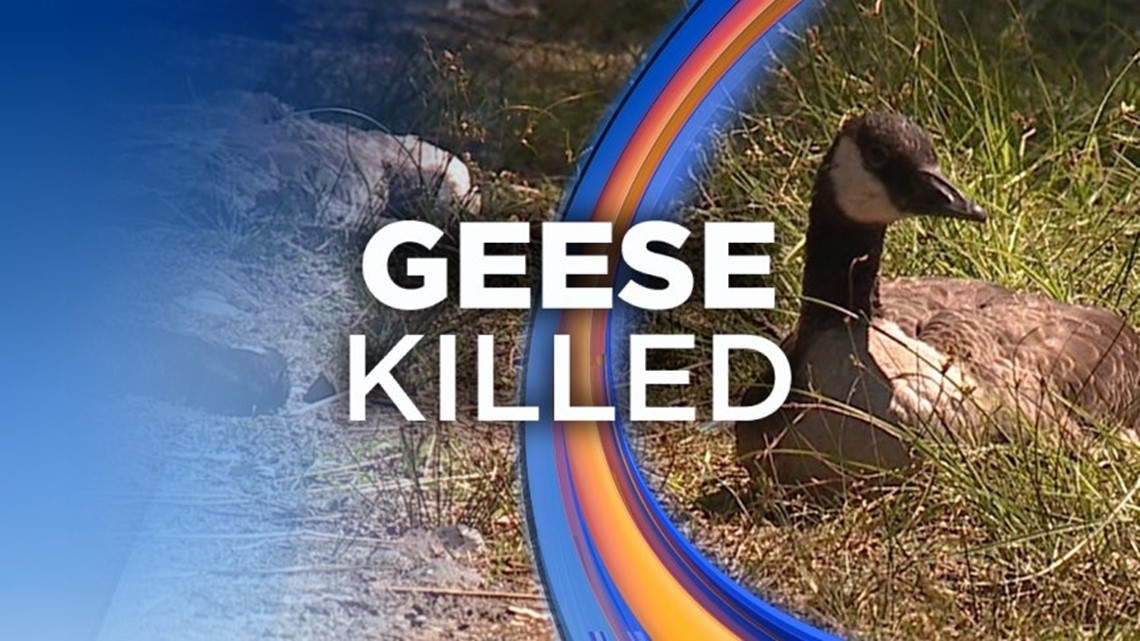 Police Seek Driver Who Hit Geese