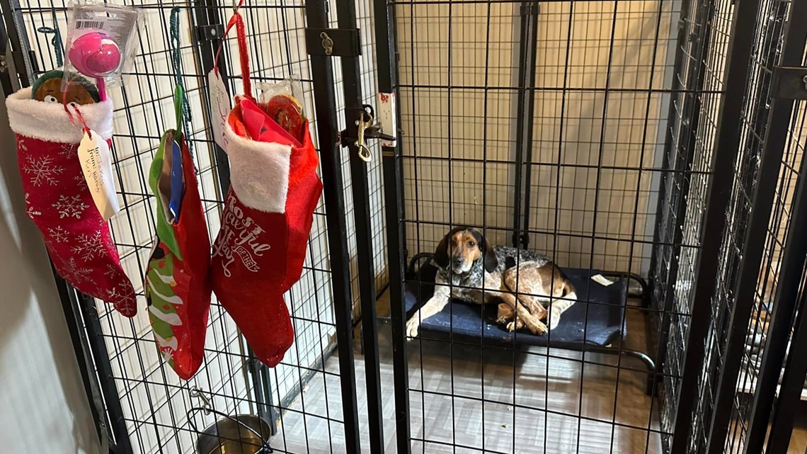 Dogs wake up to Christmas surprise in Bradford County - Vimarsana News