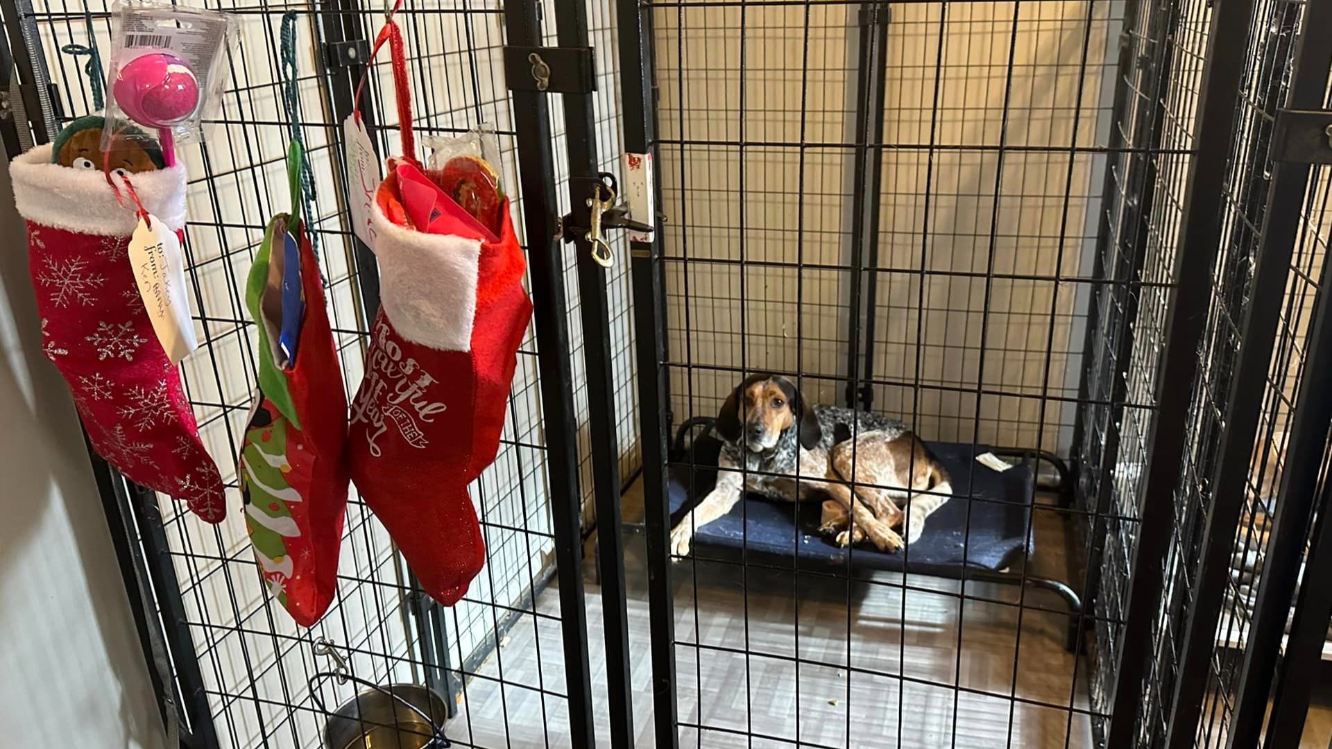 Dozens of dogs at Luke's Hidden Haven in Rome Township woke up to a Christmas surprise Monday morning.