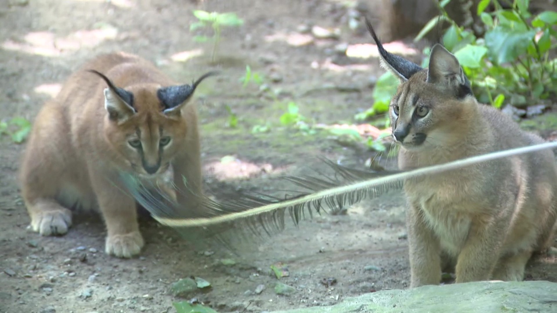 Caracals are native to Africa, the Middle East, and Asia, and are best known for their large, pointy ears.