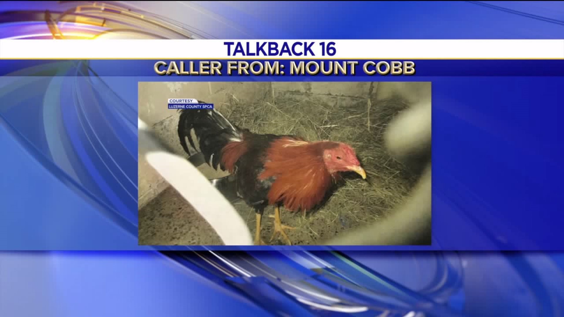 Talkback 16: Animal Cruelty, Doorbell Licker