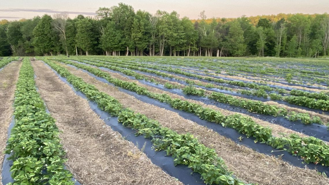 Strawberry festival brings month of berry picking to Lackawanna County