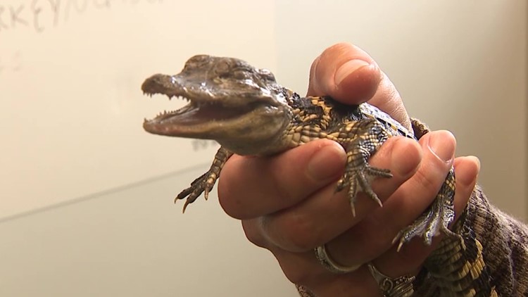 Tiny alligator found in Lehigh County recovering in the Poconos