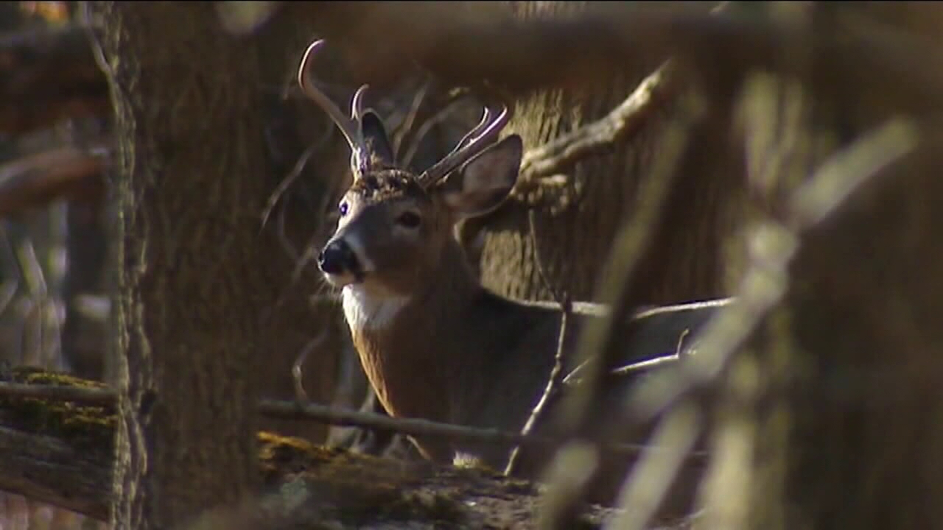 With Northeastern and Central Pennsylvania continuing to experience warm and dry weather, hunters are noticing fewer deer throughout the day.