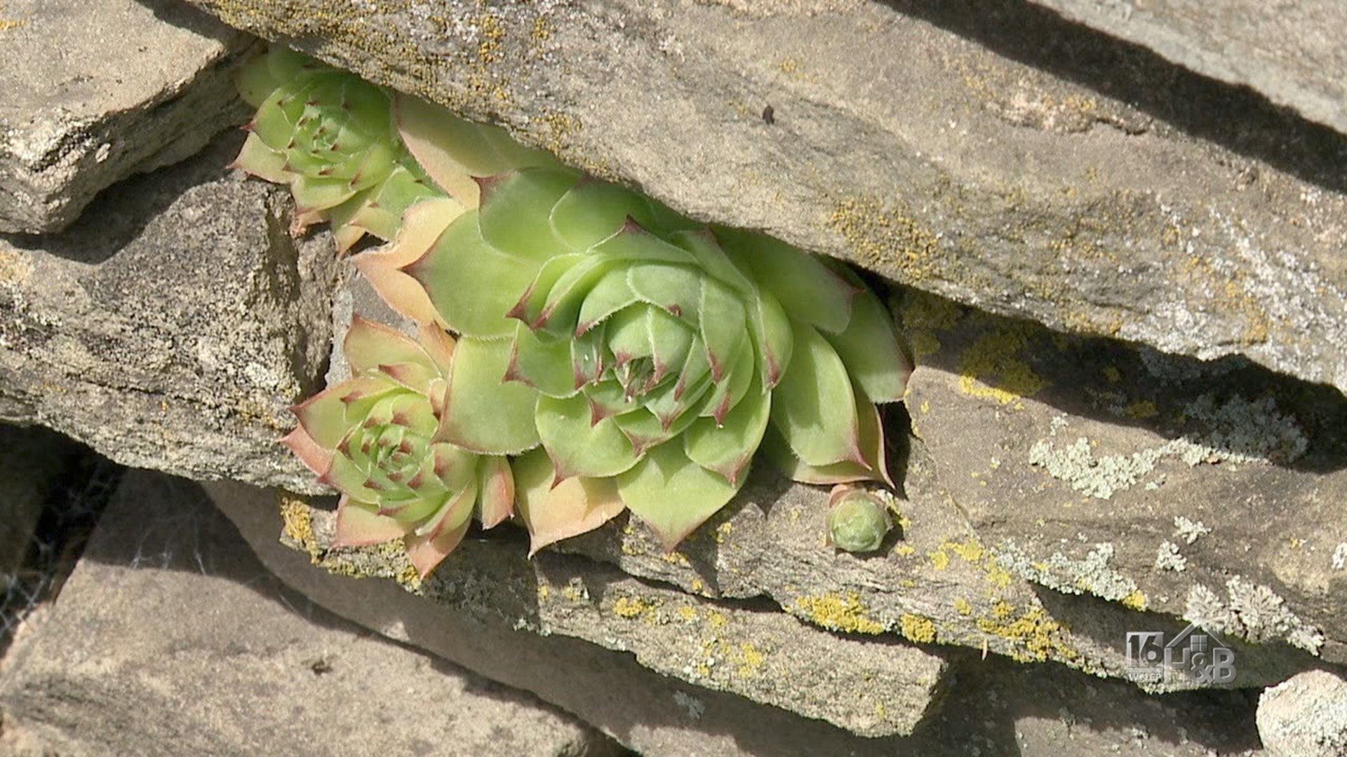 Finding Hens And Chicks In Unusual Places