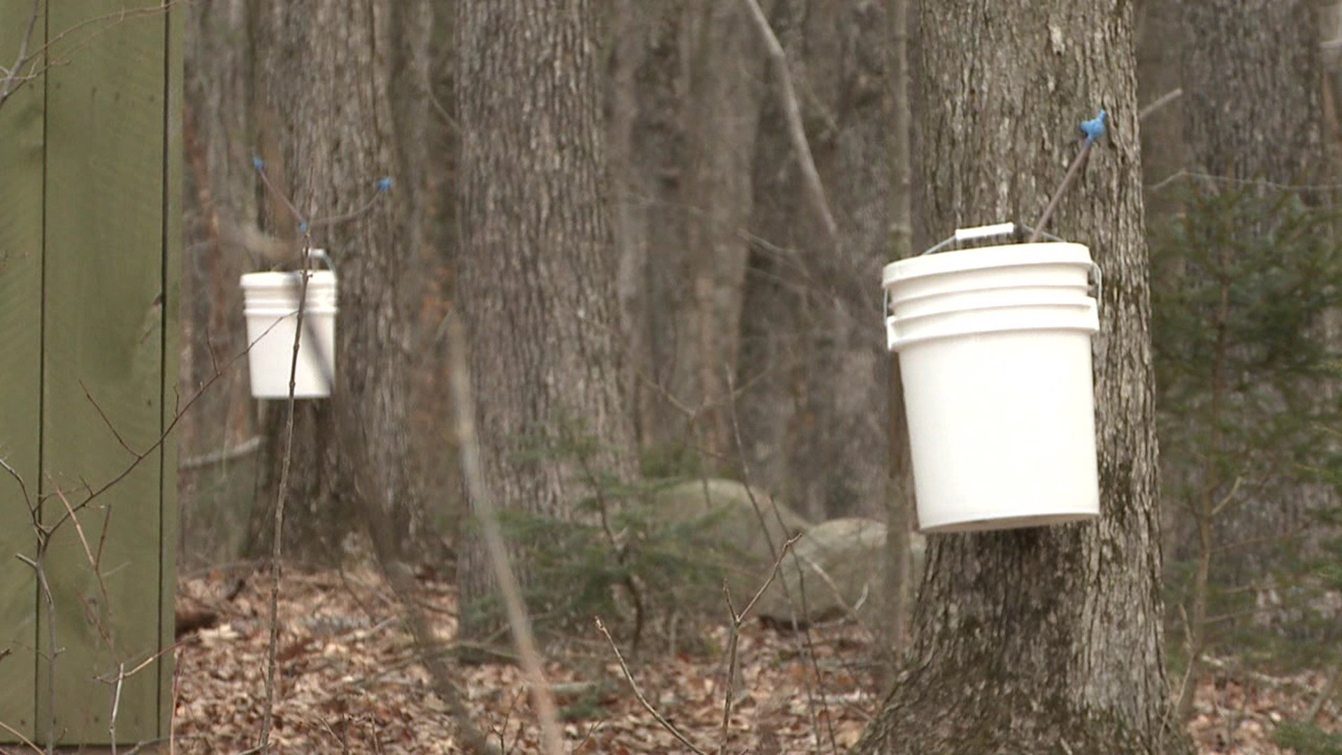 Tree tapping has begun at Urbanski Farms in Mountain Top.