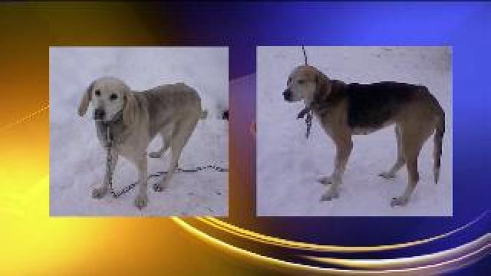 Hunting Dogs Stolen In Columbia County