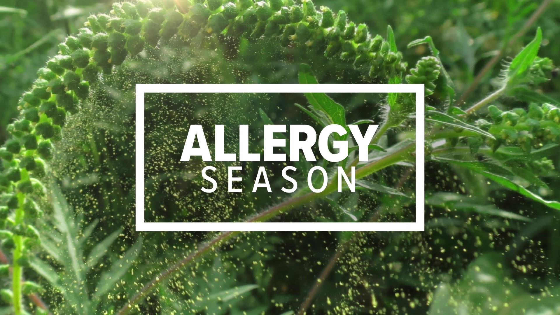 Newswatch 16's Amanda Eustice spoke with an allergist and has more on what you can expect this season.