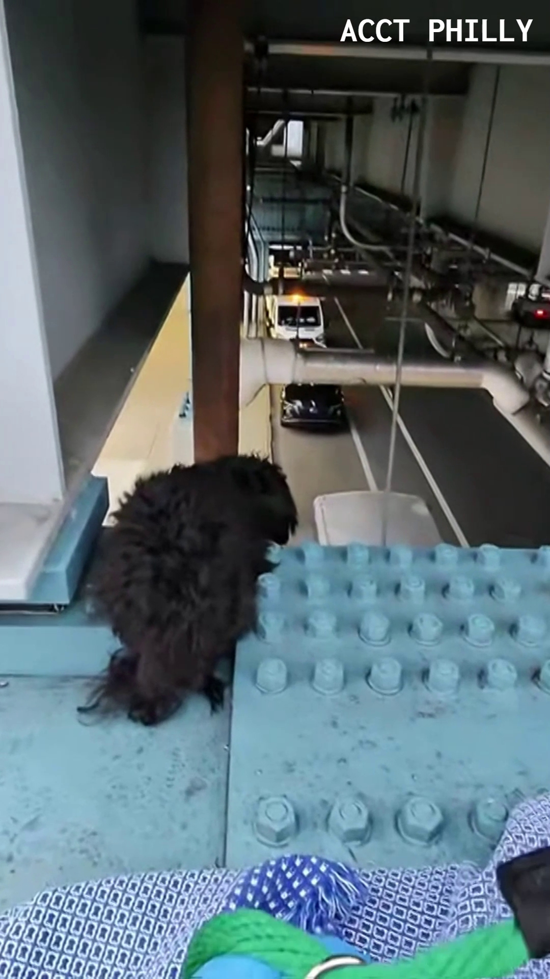Dog rescued from train platform in Philadelphia | wnep.com