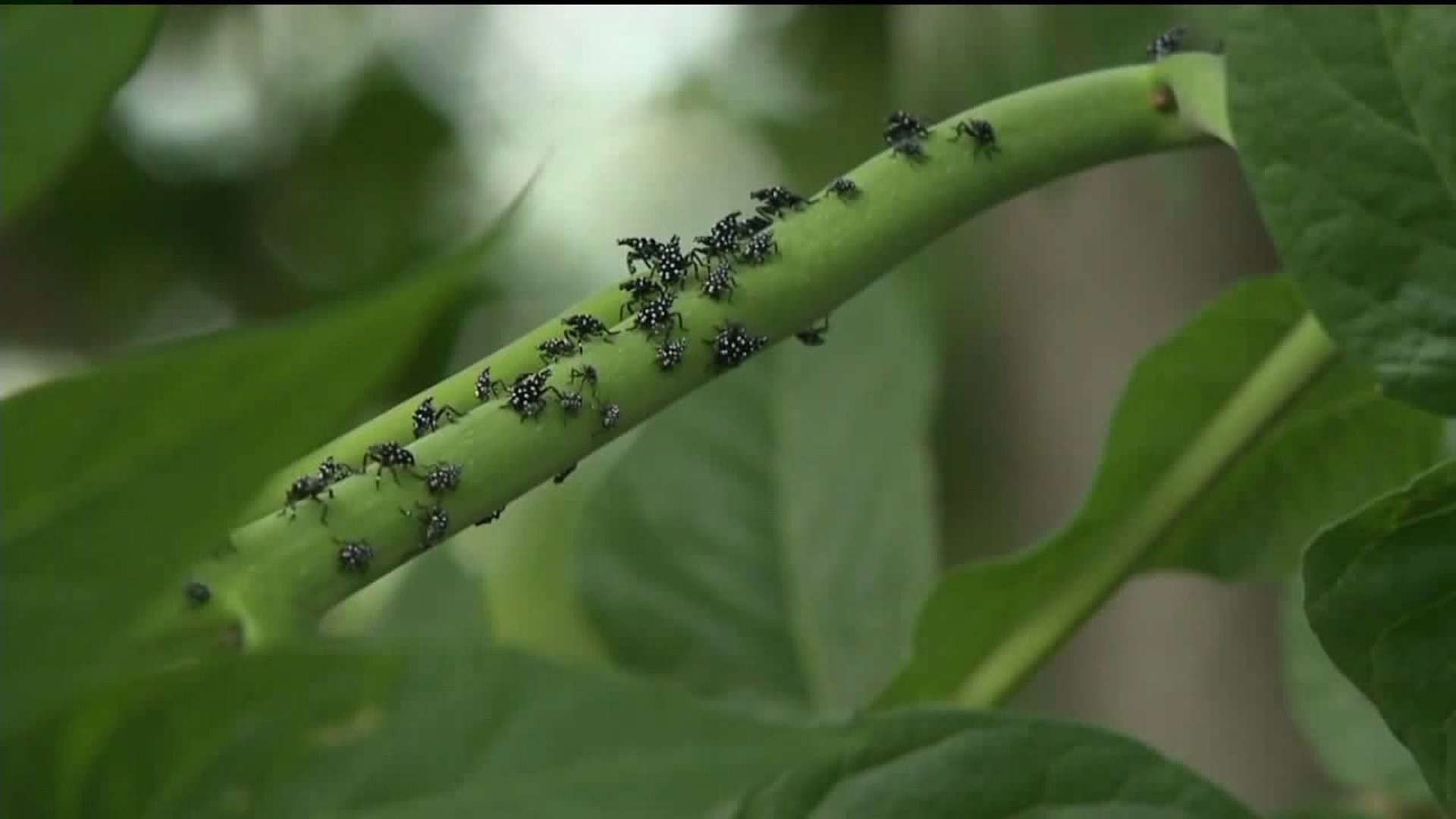 Fungus May Stop Spread of Spotted Lanternflies