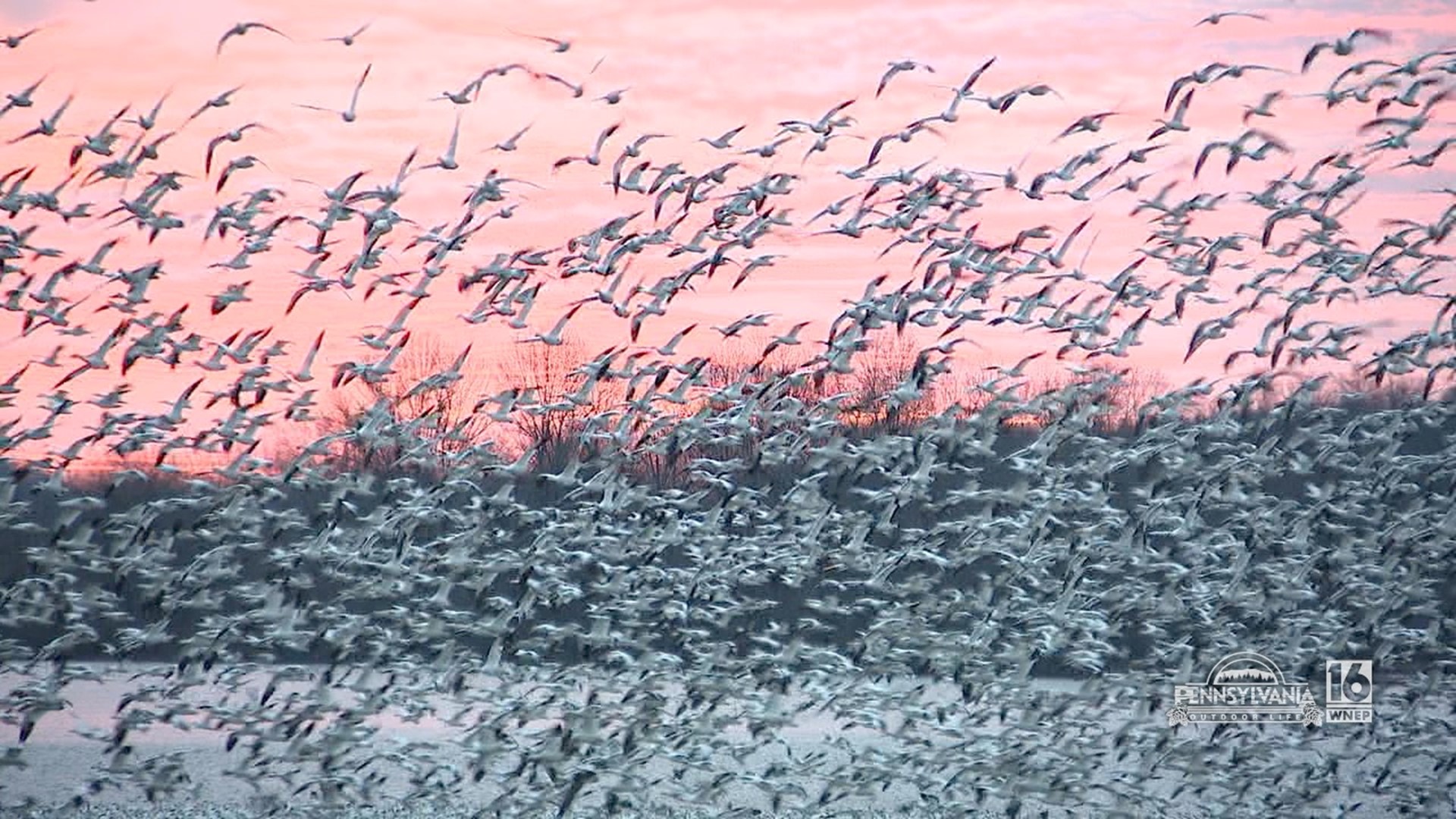 The sights and sounds of 70,000 snow geese.