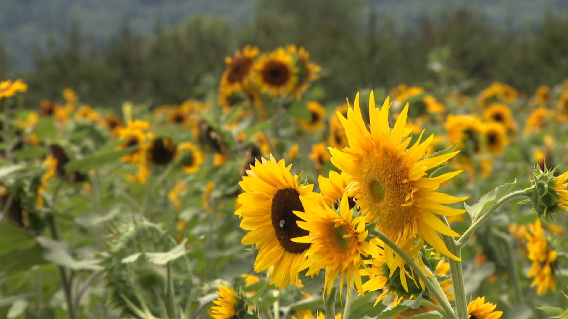 Around 150,000 sunflowers are in bloom at a farm in Carbon County.  This weekend you can see them all.