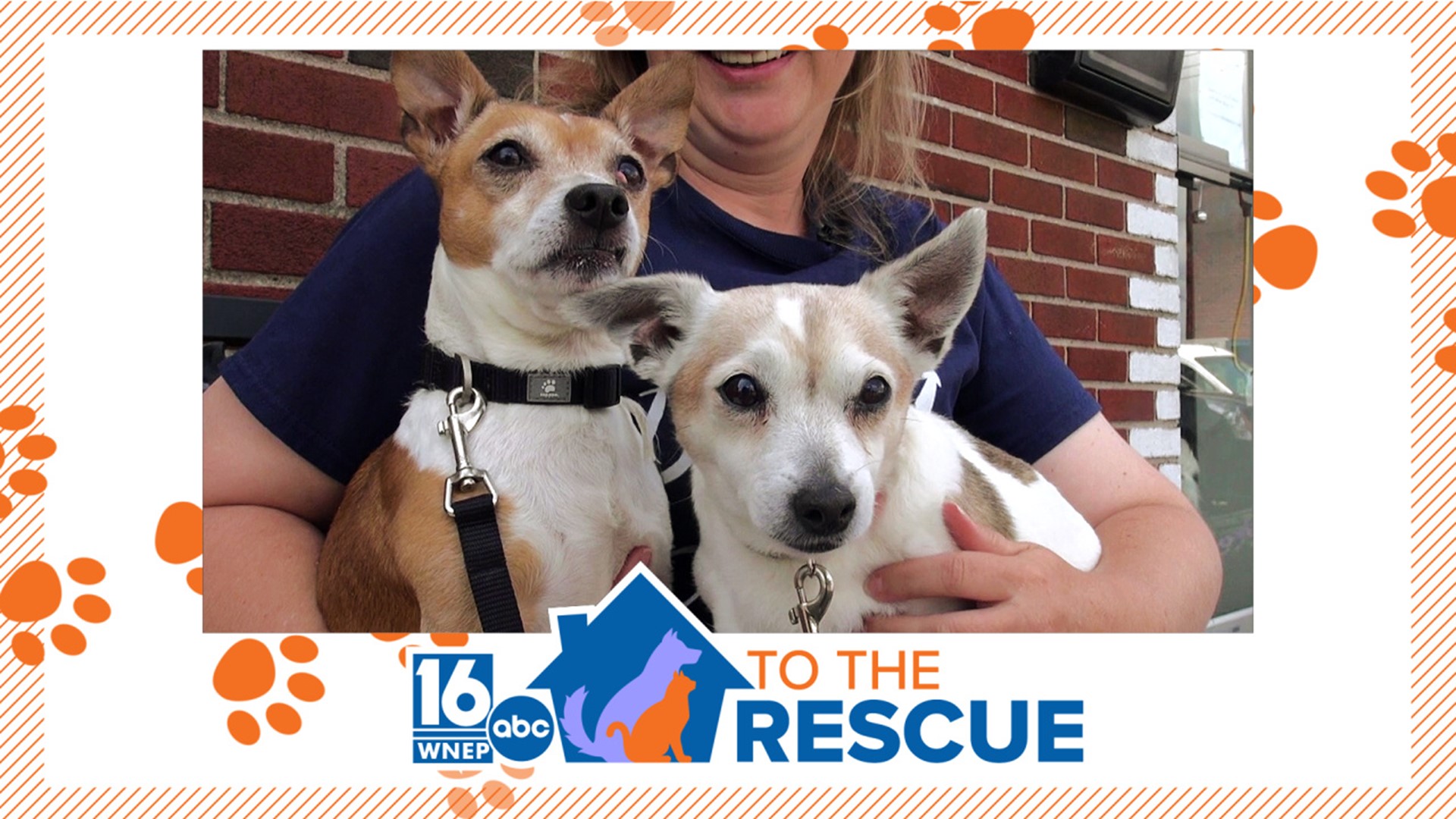 Bonded pups in Mount Carmel are just cute enough to eat, but we think you'll rather snuggle them. In this week's 16 To the Rescue, we meet Ham and Beans.