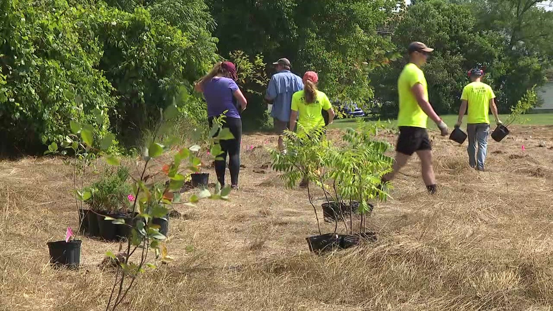 A project in Snyder County is underway to restore part of Susquehanna University's campus back into a wetland meadow.