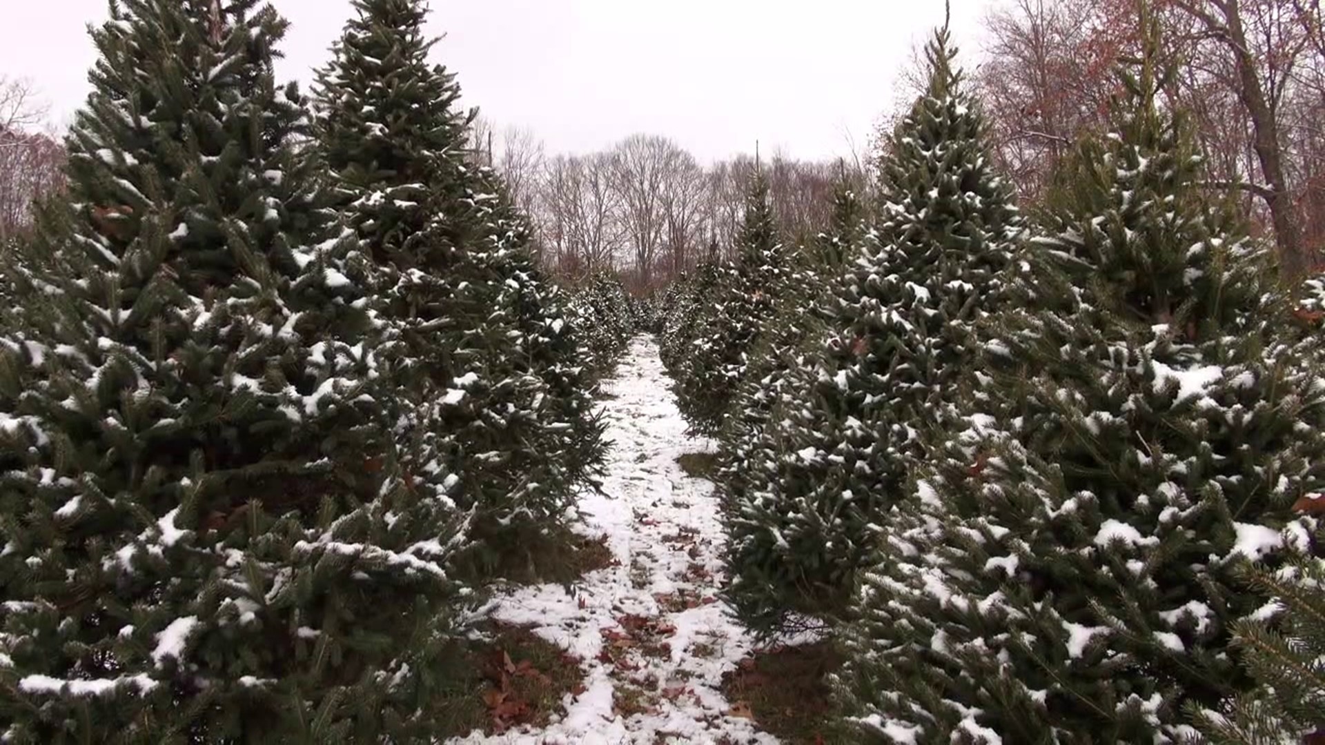Newswatch 16's Courtney Harrison visited a tree farm in Wyoming County and found people searching for the perfect tree.
