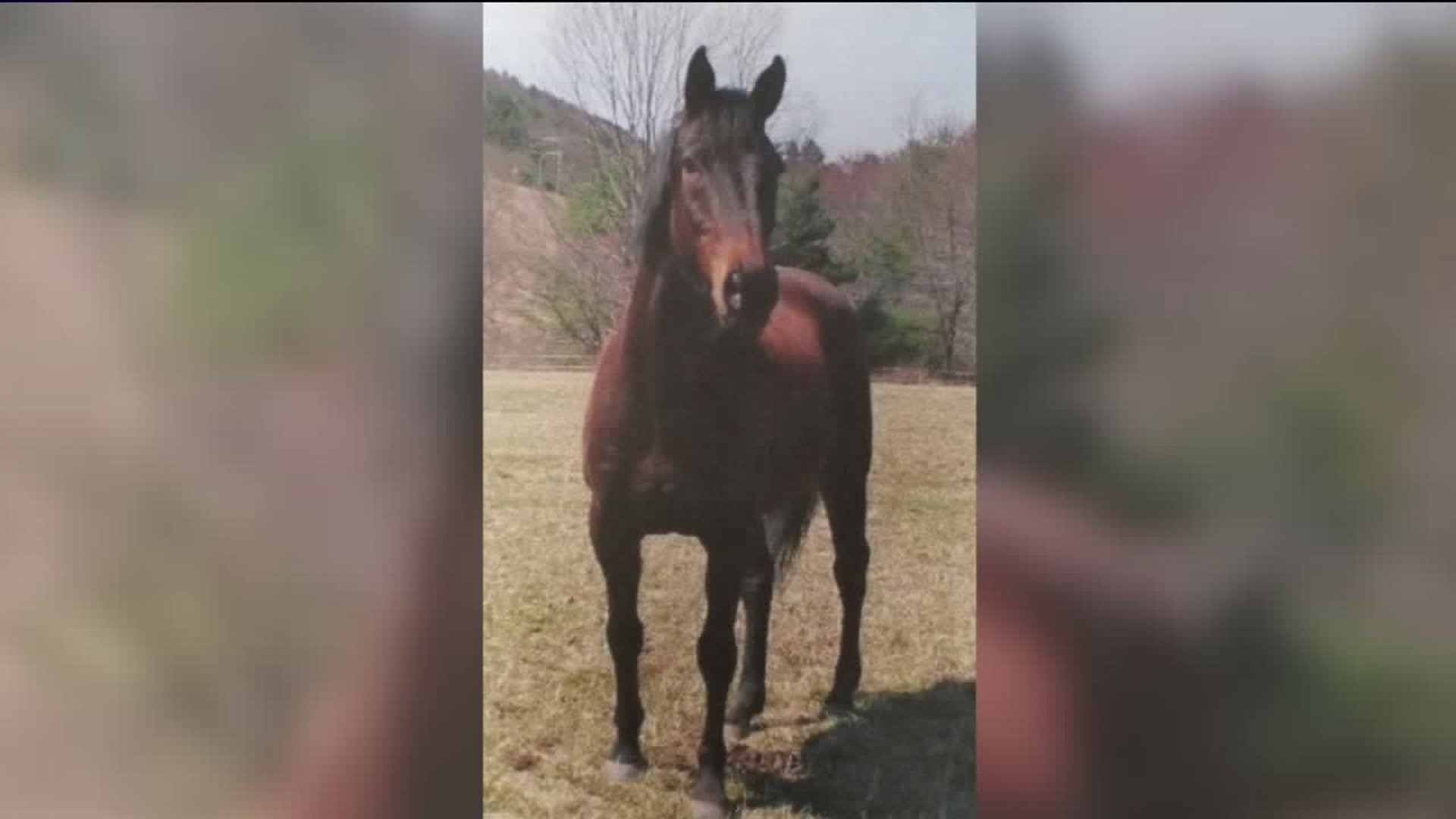 Search for Missing Horse