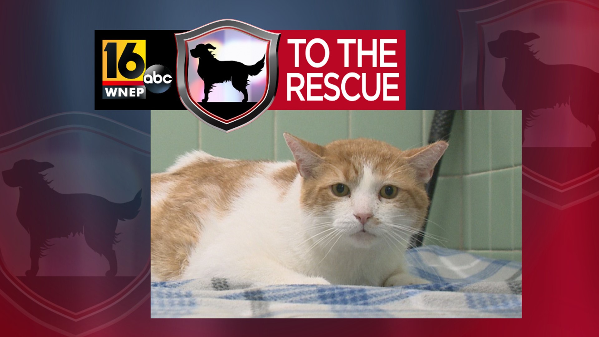 In this week's 16 To The Rescue, we meet the sweetest cat who was found living on the streets back in May. He needs a family just as loving as he is.