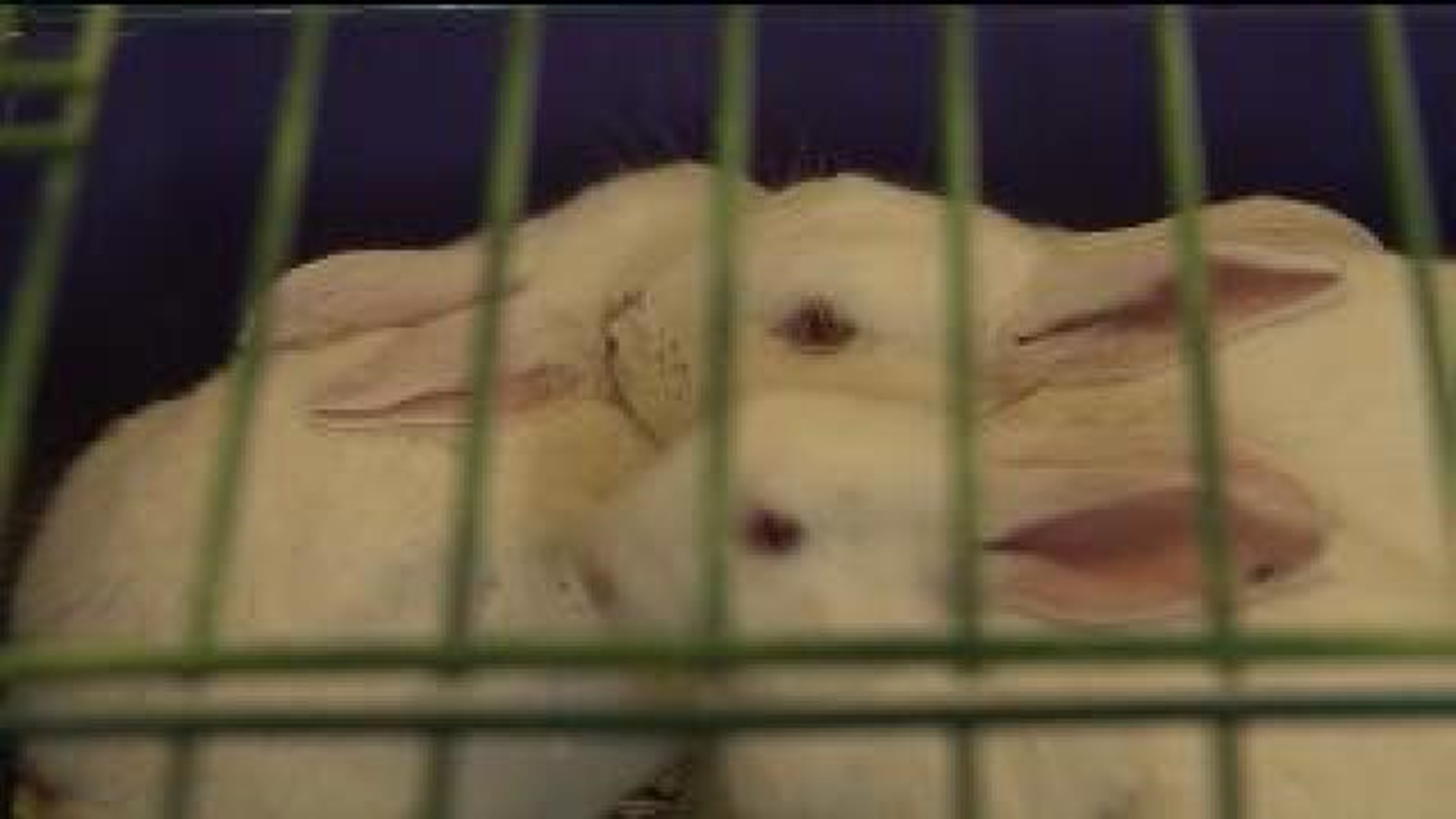 50 Rabbits Seized From a Farm in Lycoming County