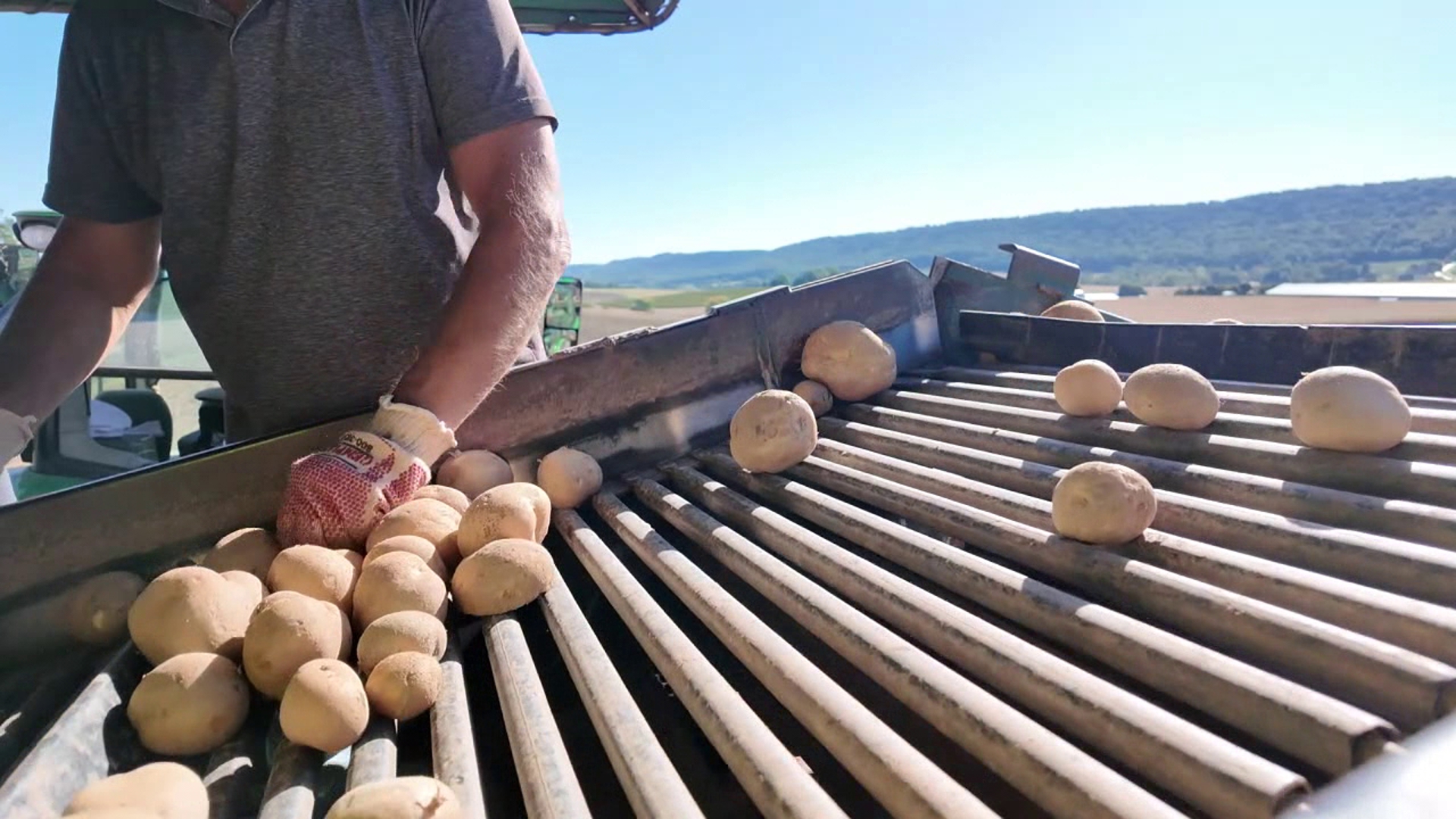 Farm near Sunbury sees successful potato harvest