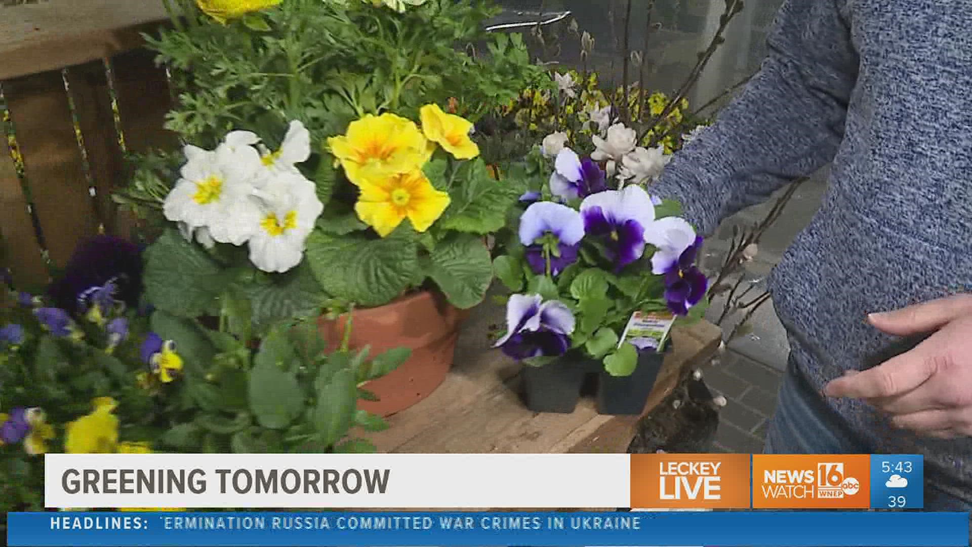 Looking to tidy up outside of your home? What are the dos & don’ts this time of year in March? Newswatch 16’s Ryan Leckey teamed up with some plant pros for answers.