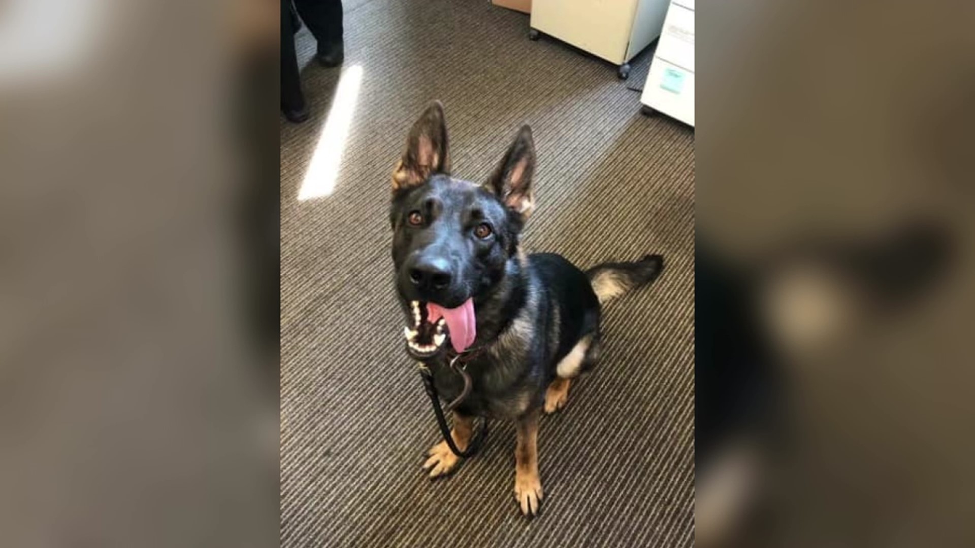 Lackawanna County K-9 passes away | wnep.com