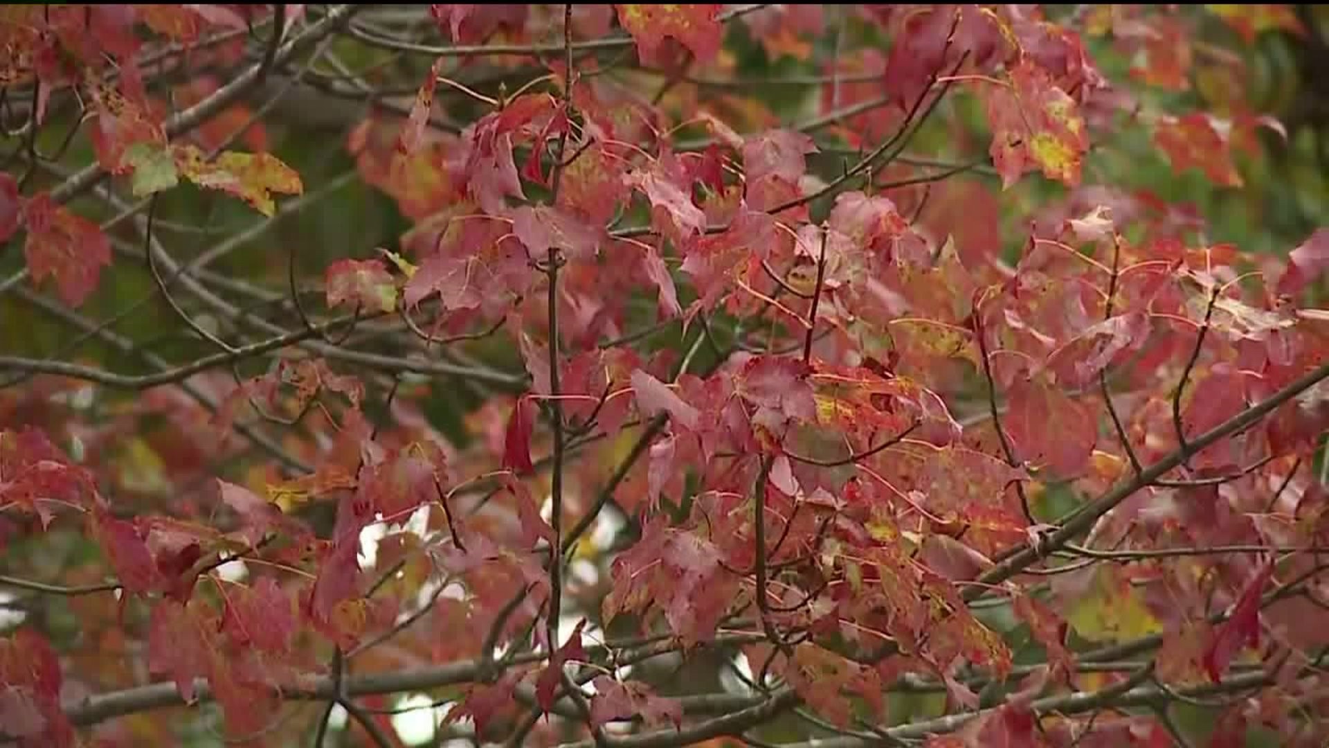 Early Signs of Fall in the Poconos