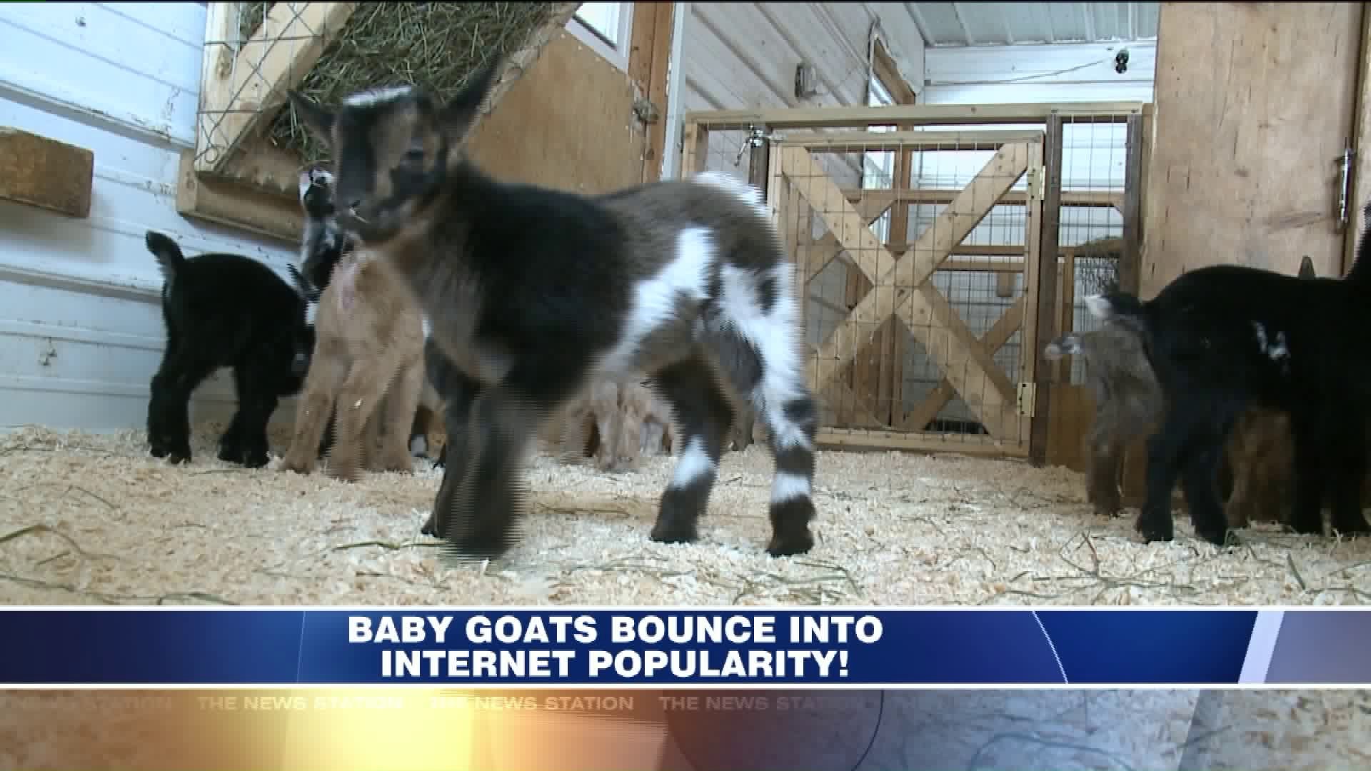 Baby Goats Bounce to Internet Stardom