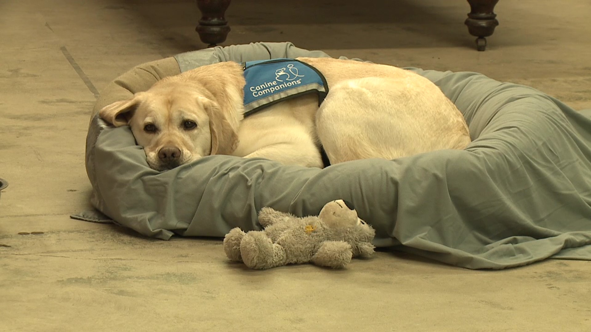 Canine Companions is an organization that provides service dogs to those who need them.