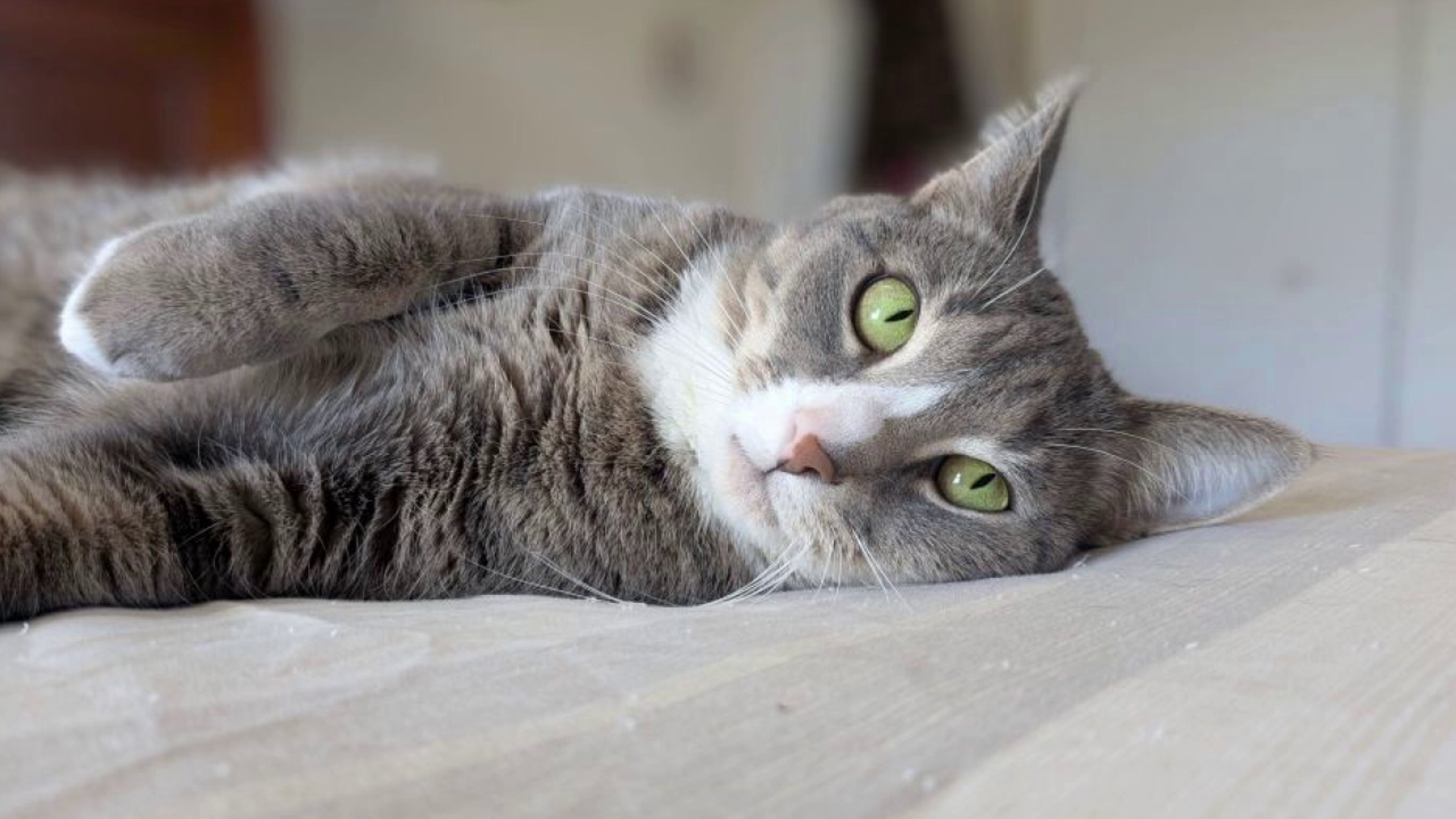 Here are some of the adorable pet photos you've shared with us! Want to see them here? Submit them with Near Me on the WNEP app.