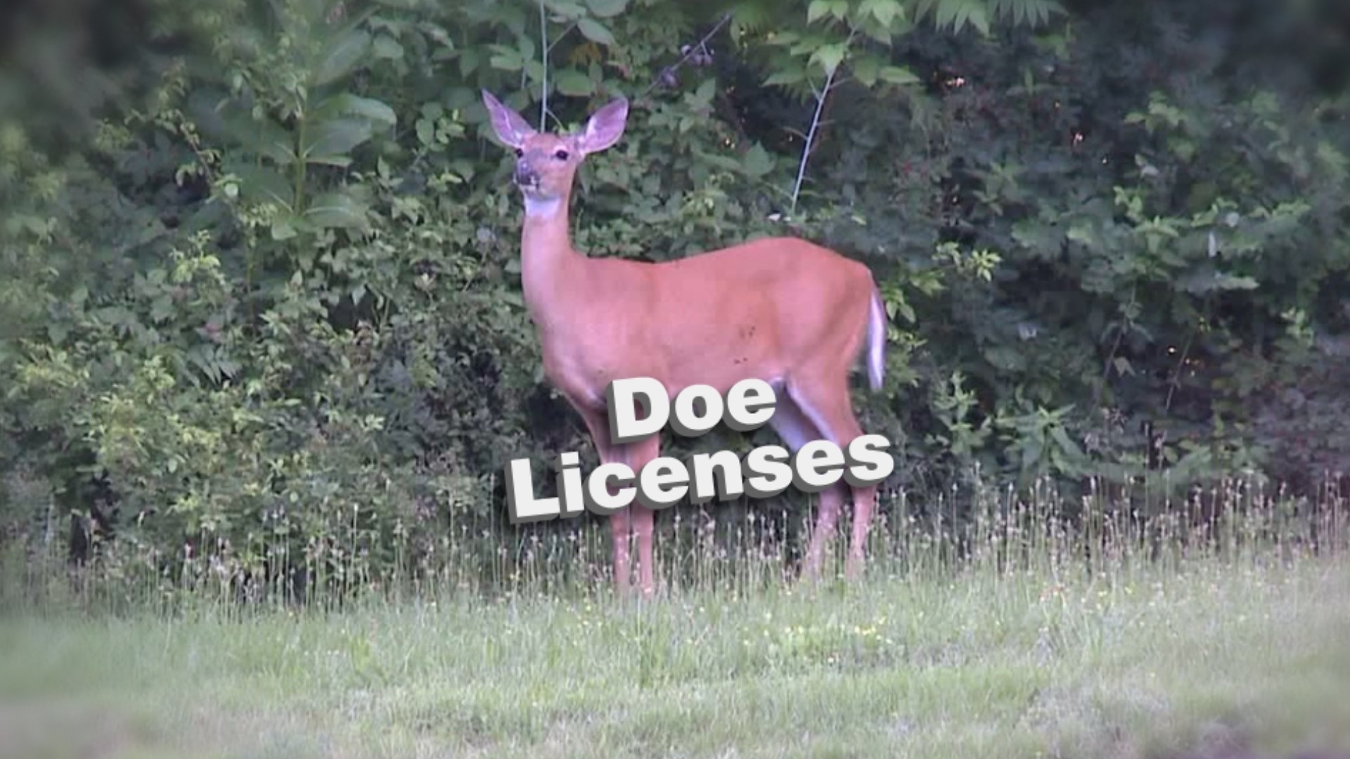 A bill allowing hunters to apply for doe licenses online passed the Pennsylvania House on Wednesday.
