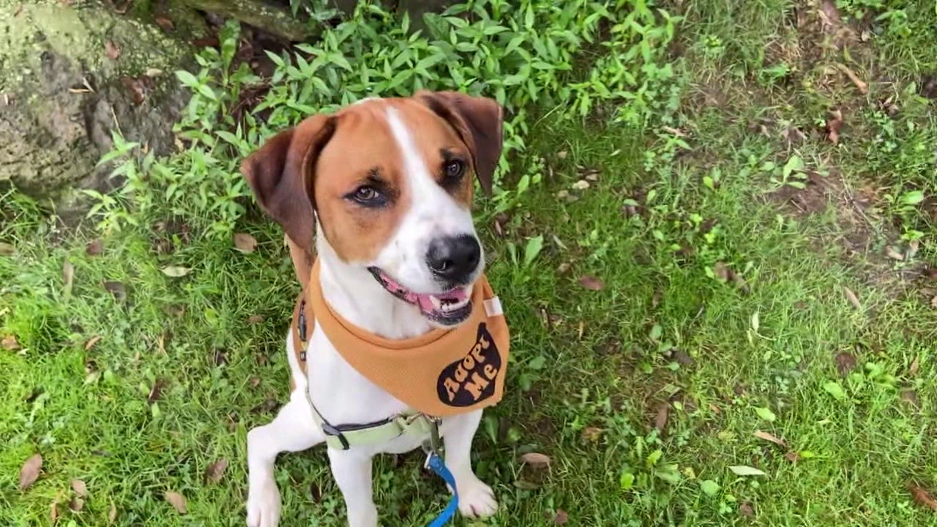 In this week's 16 To The Rescue we meet a beagle/lab mix who has had a lot of interest in the two months he's been living at the shelter, but nothing has stuck.