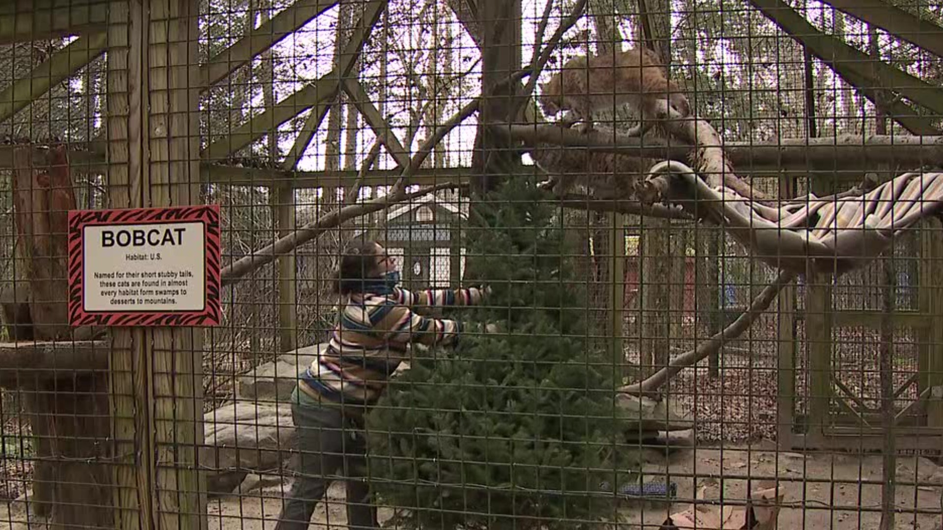 As you get ready to put away and clean up your Christmas decorations, you may want to rethink tossing your tree to the side of the road.