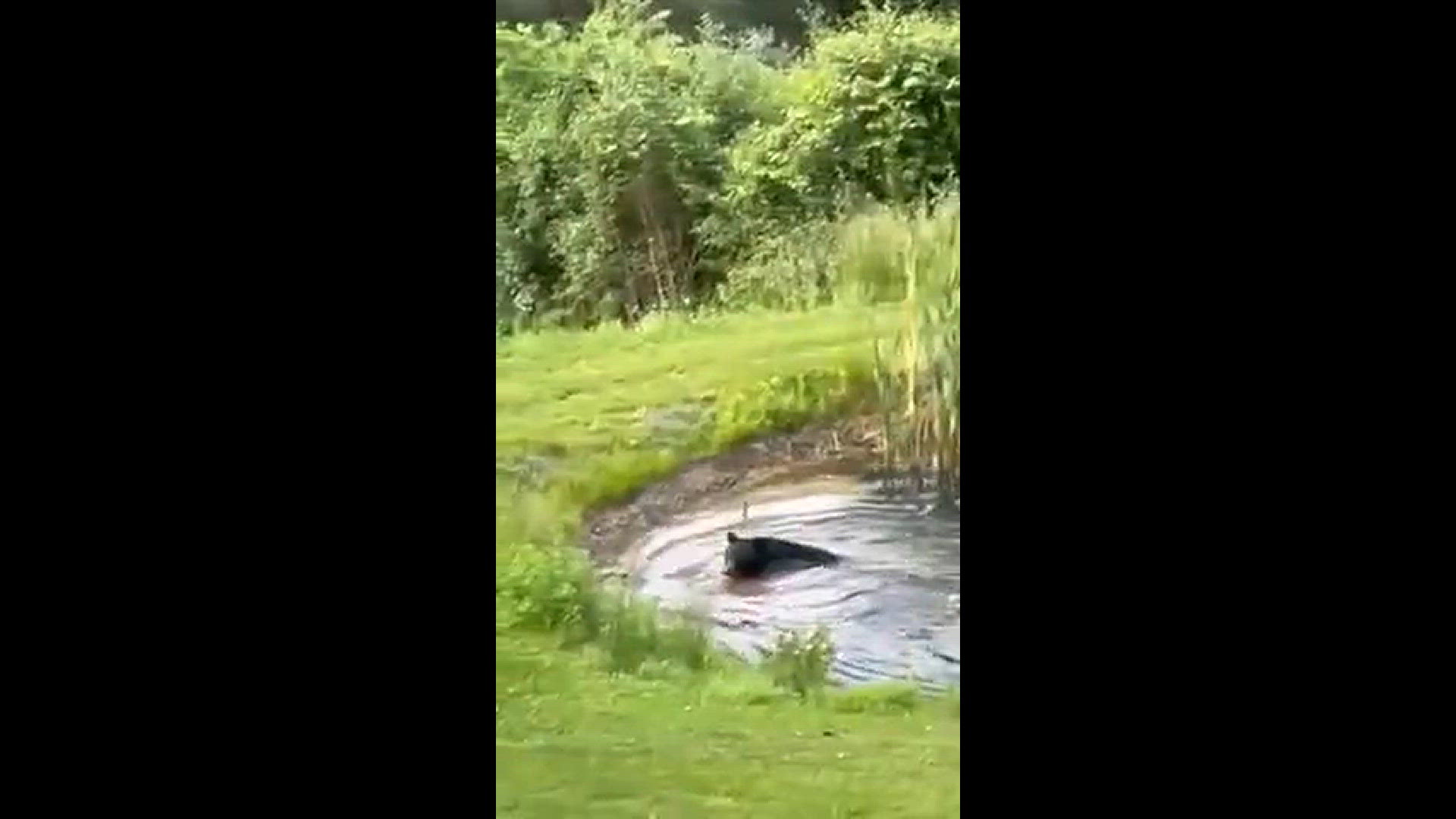 Credit: Lots of critters in the area but never saw them taking advantage of swimming in the  pond.