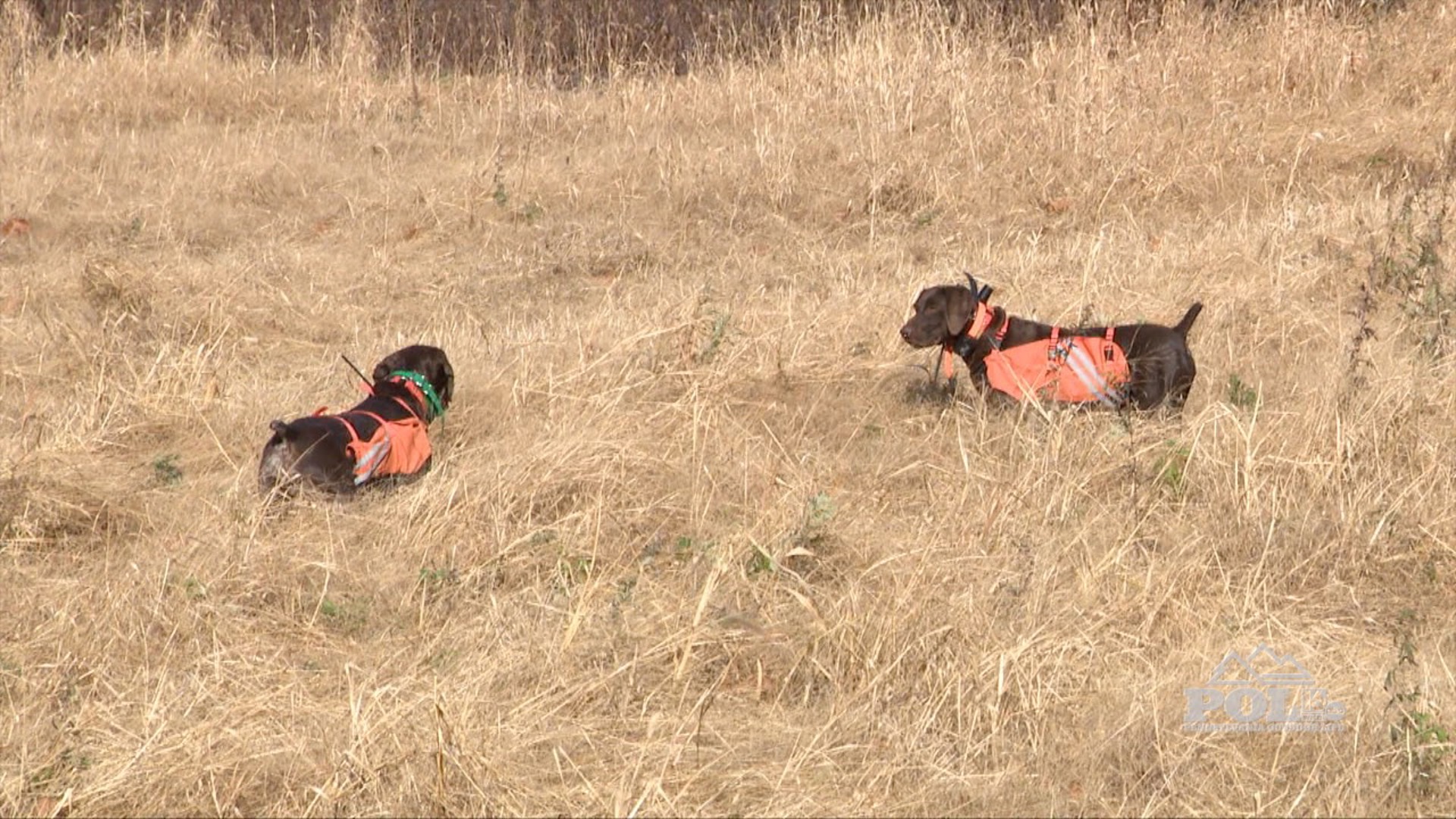 We take a look at the Shadduck Valley Game Birds property and we hunt some chukars.