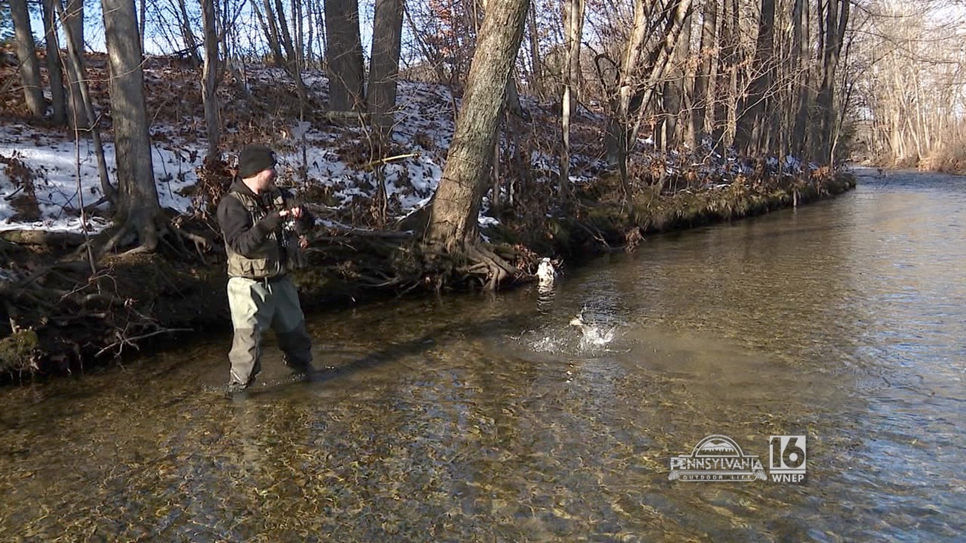 Catching wild brown trout in the middle of winter.