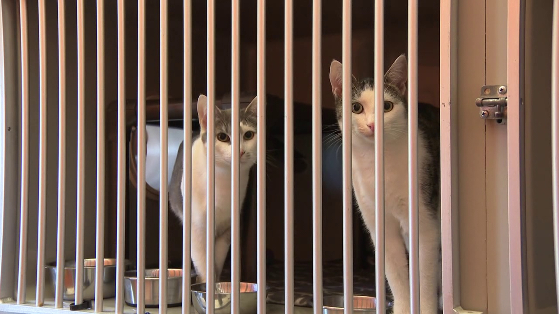 Newswatch 16's Mackenzie Aucker shares how the program helps low-income households and their pets.