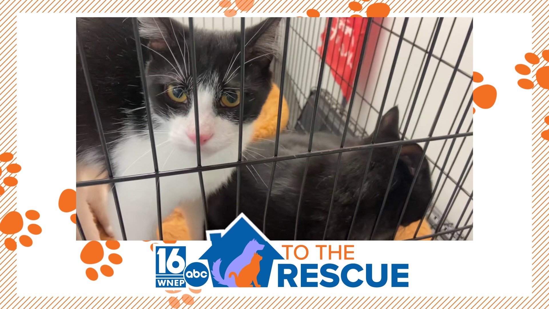 In this week's 16 To The Rescue, we meet two cats who have become bonded after everything they've been through.