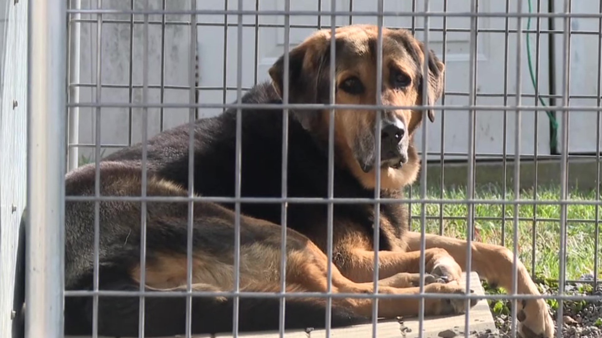 Every cat and dog at the AWSOM Animal Shelter near Stroudsburg can be fostered for the holiday season.