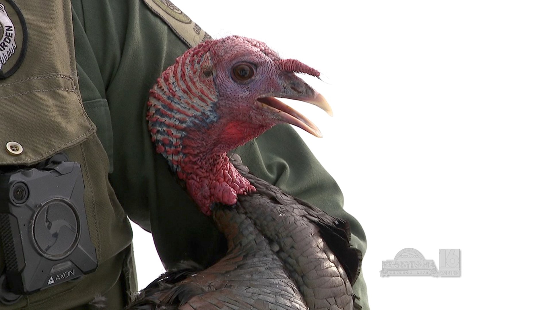 Banding gobblers in the name of research.