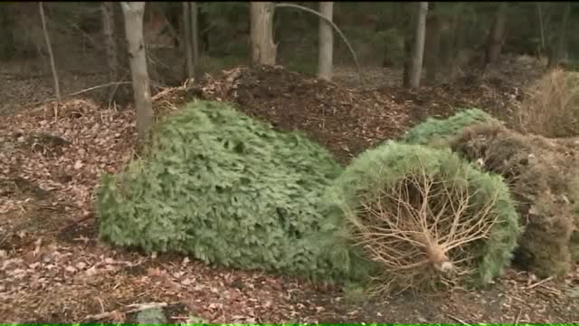 Power to Save: Recycling Christmas Trees