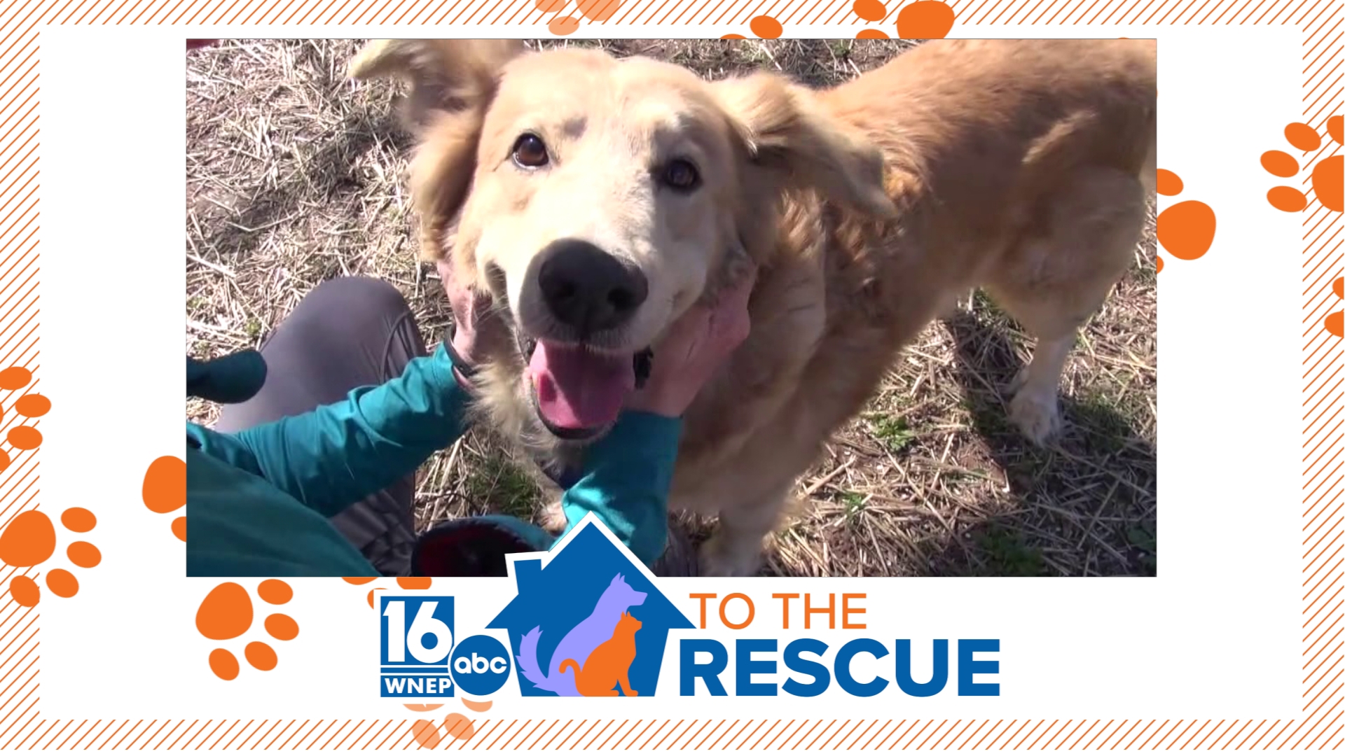 Dessin Animal Shelter's Bear | 16 To The Rescue | wnep.com