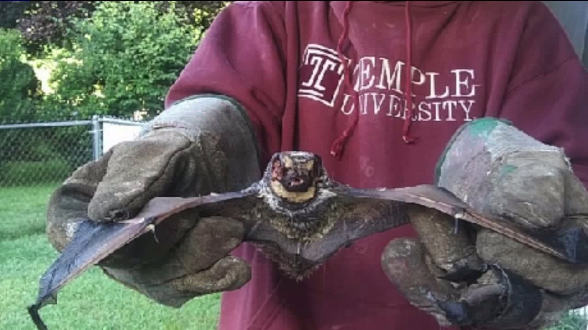 Luzerne County Man Attacked by Rabid Bat