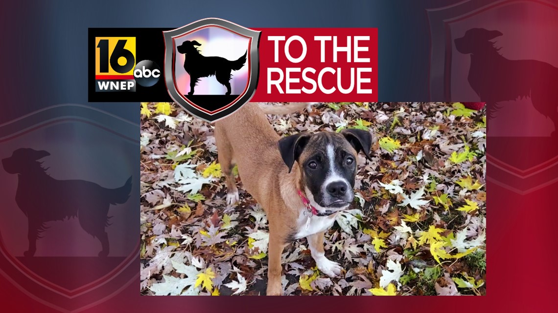 Meet Caramel in this 16 To The Rescue segment - Vimarsana News