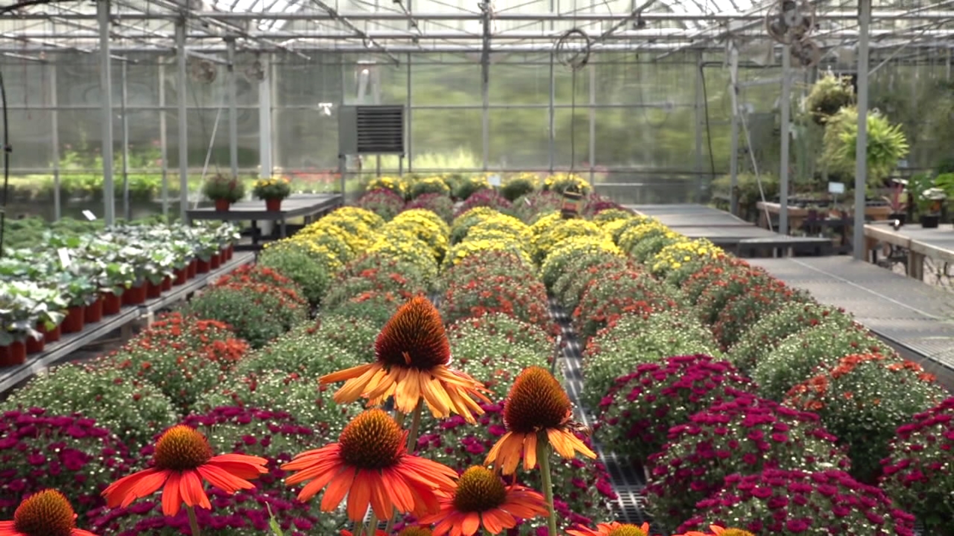 Wayne County greenhouse prepared for fall with variety of planting options