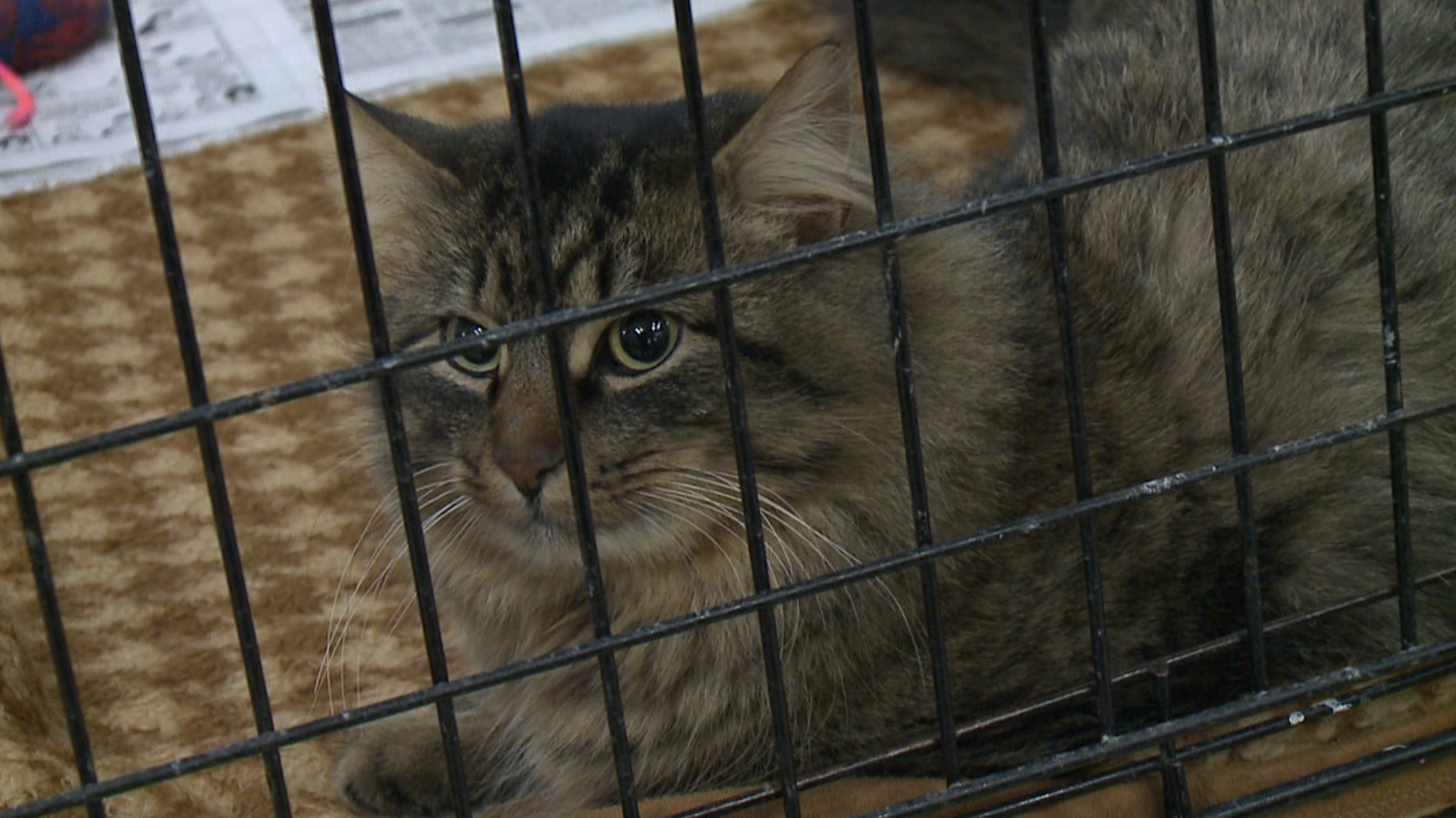A local organization held an adoption event for Valentine's Day.