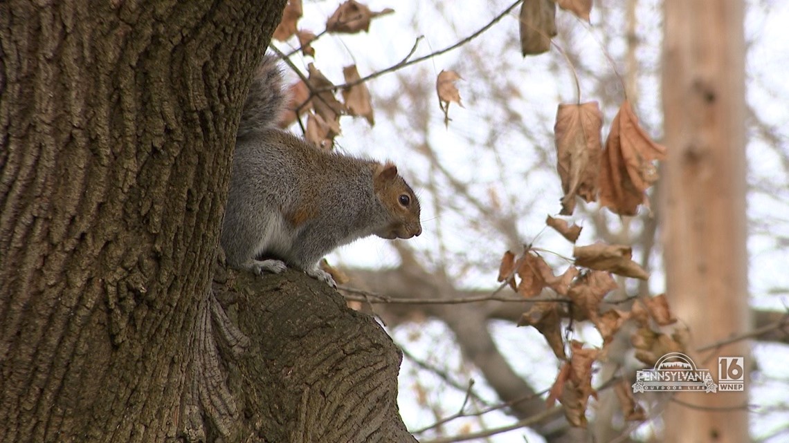 Late Season Squirrel Hunt