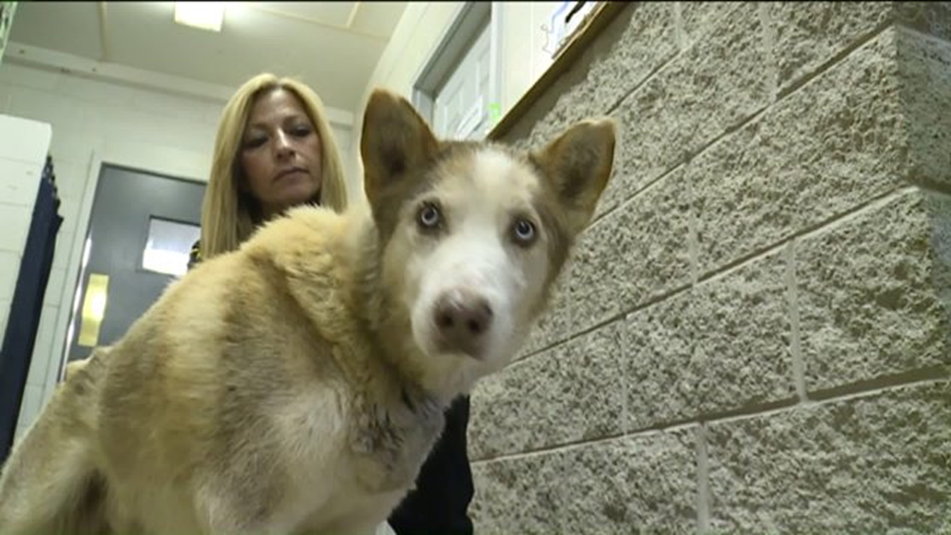 Three Huskies Found Malnourished, Neglected
