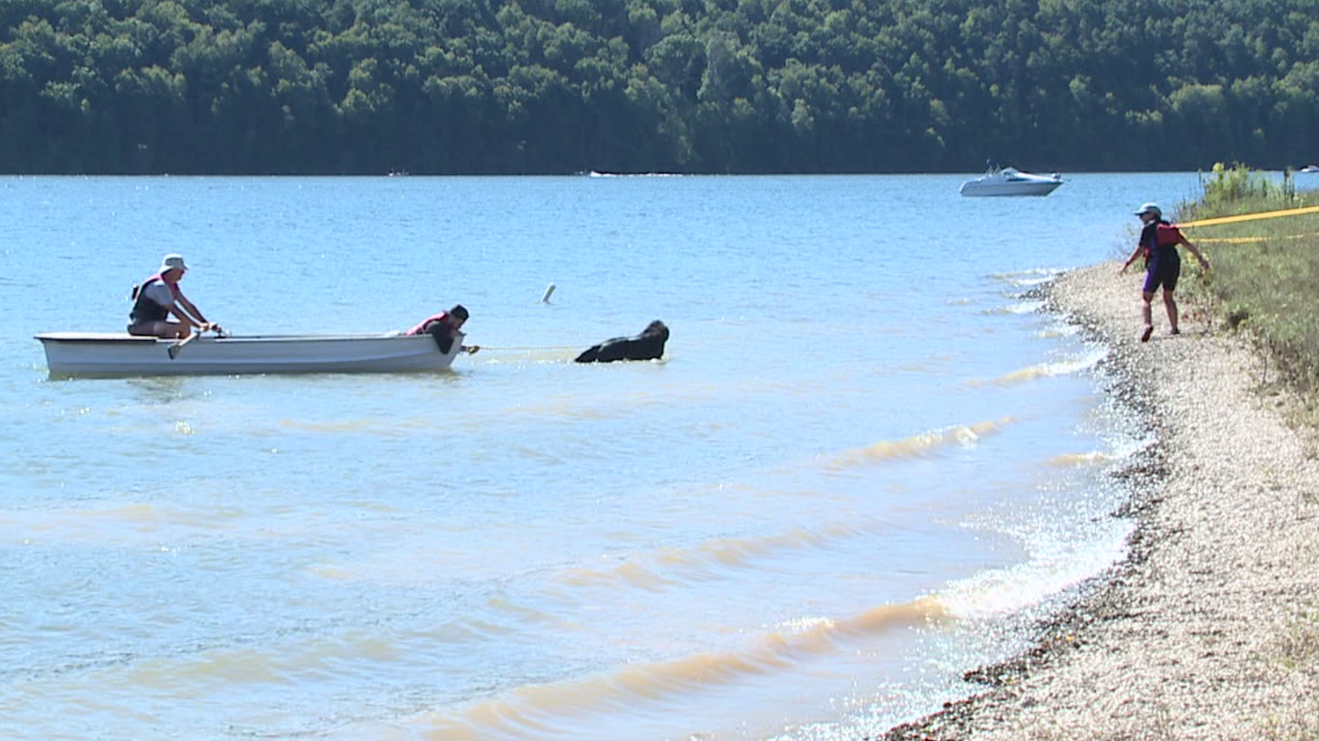 The Newfoundland Club of America ran water tests with dogs at Beltzville State Park.