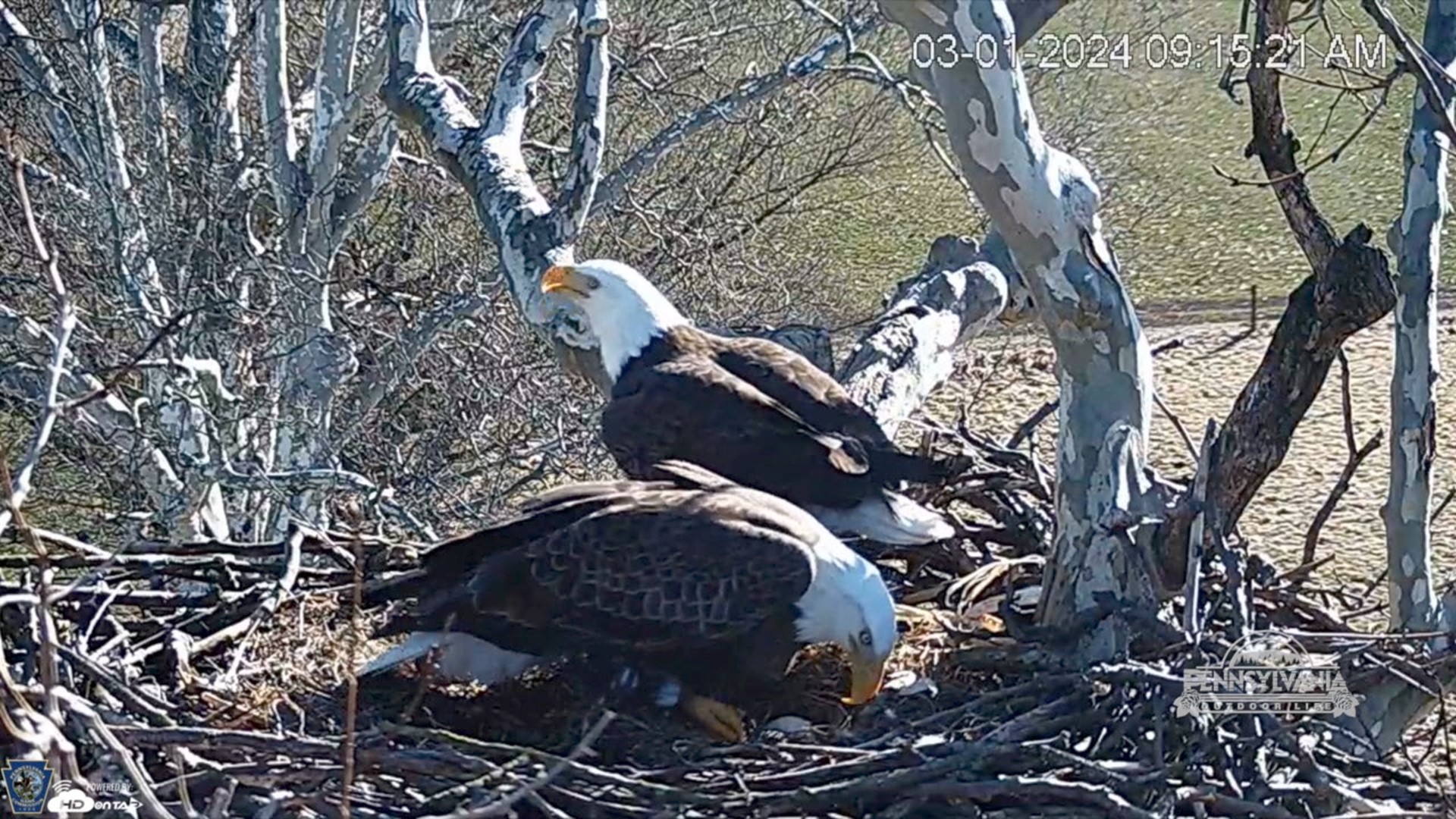 Checking out the live Bald Eagle and Snow Goose cameras.